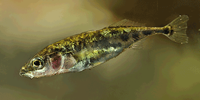 Dreistachliger Stichling (Gasterosteus aculeatus) Fisch des Jahres 2018