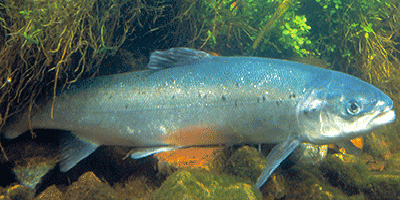 Der Lachs (Salmo salar) - Fisch des Jahres 2000