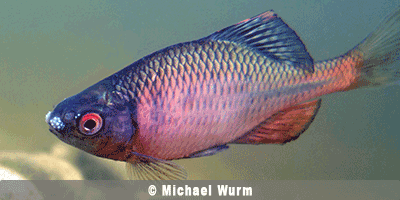 Fisch des Jahres 1985, Der Bitterling, Rhodeus amarus