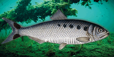 Der Maifisch (Alosa alosa) - Fisch des Jahres 2004