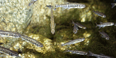 Fisch des Jahres 1991, Die Elritze, Phoxinus phoxinus