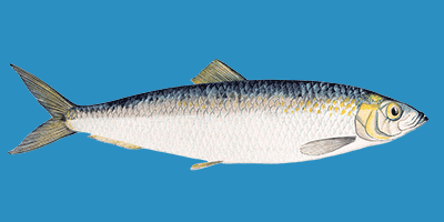 Fisch des Jahres 2021, Der Hering (Clupea harengus)