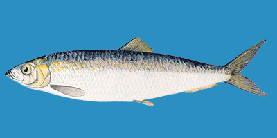 Fisch des Jahres 2022, Der Hering (Clupea harengus)