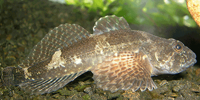 Die Koppe/Mühlkoppe/Groppe - Fisch des Jahres 2006