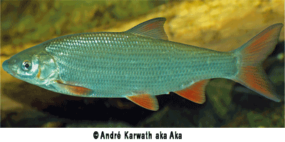 Fisch des Jahres 1994, Die Nase (Chondrostoma nasus)