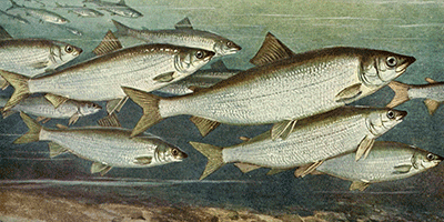 Nordseeschnäpel (Coregonus oxyrhynchus) - Fisch des Jahres 1999