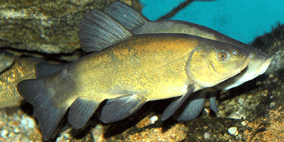 Die Schleie (Tinca tinca) Fisch des Jahres 2007