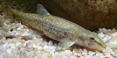 Fisch des Jahres 1984, Die Bachschmerle, Barbatula barbatula