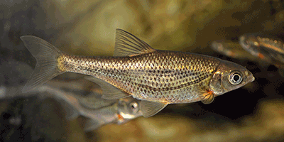 Fisch des Jahres 1986, Der Schneider, Alburnoides bipunctatus